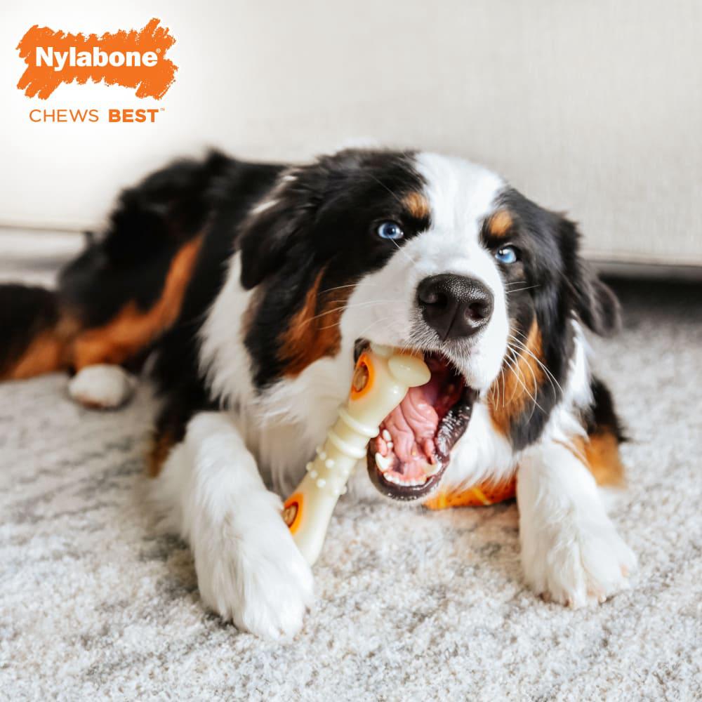 Nylabone All-Natural Pop-In Treat Refills Power Chew Toys  USA |  WEIJA-9345