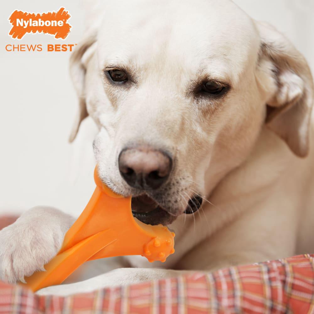 Nylabone Axis Bone Power Chew Toys  USA |  YZLNF-3790