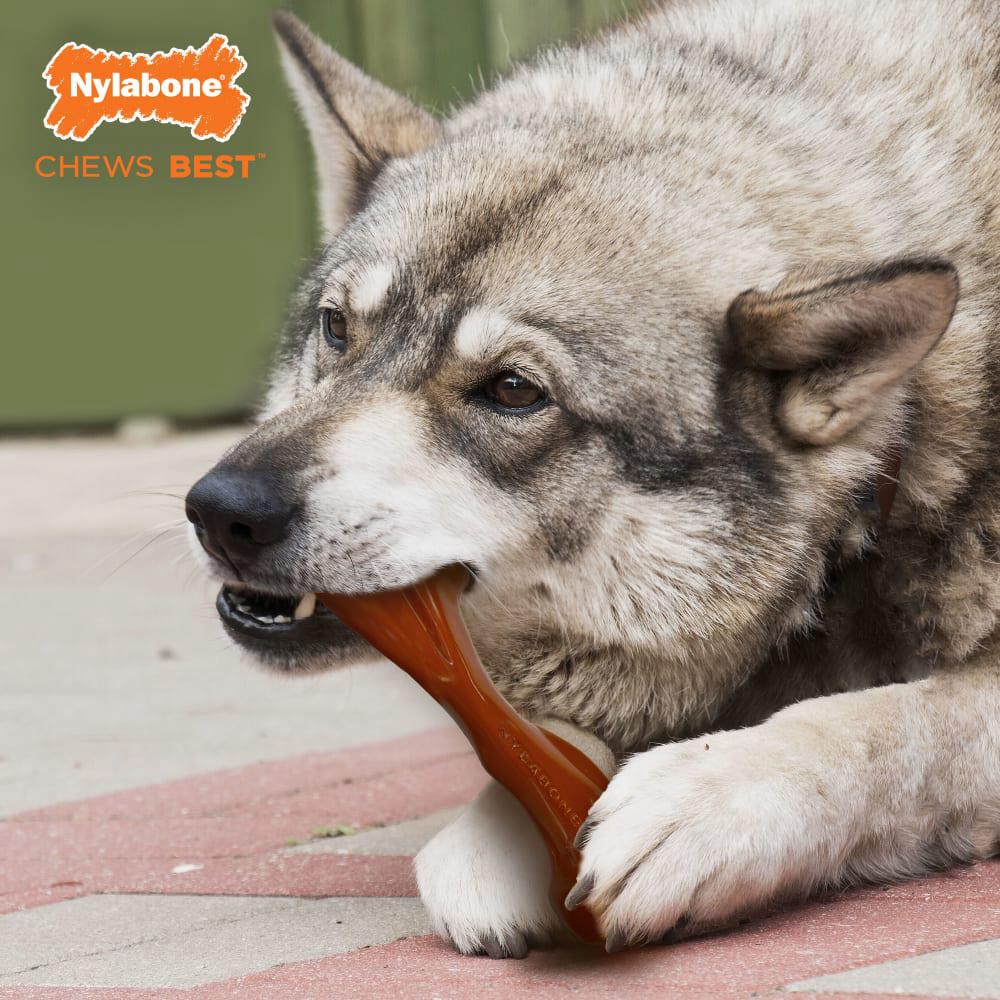 Nylabone Bison Bone Alternative Nylon Power Chew Toys  USA |  JHSNM-4825