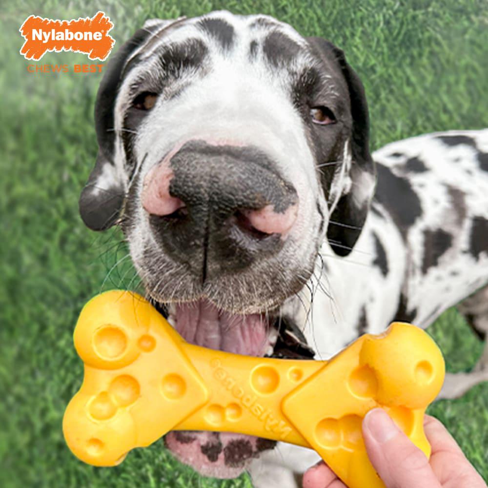 Nylabone Cheese Power Chew Toys  USA |  ZTFBI-4163