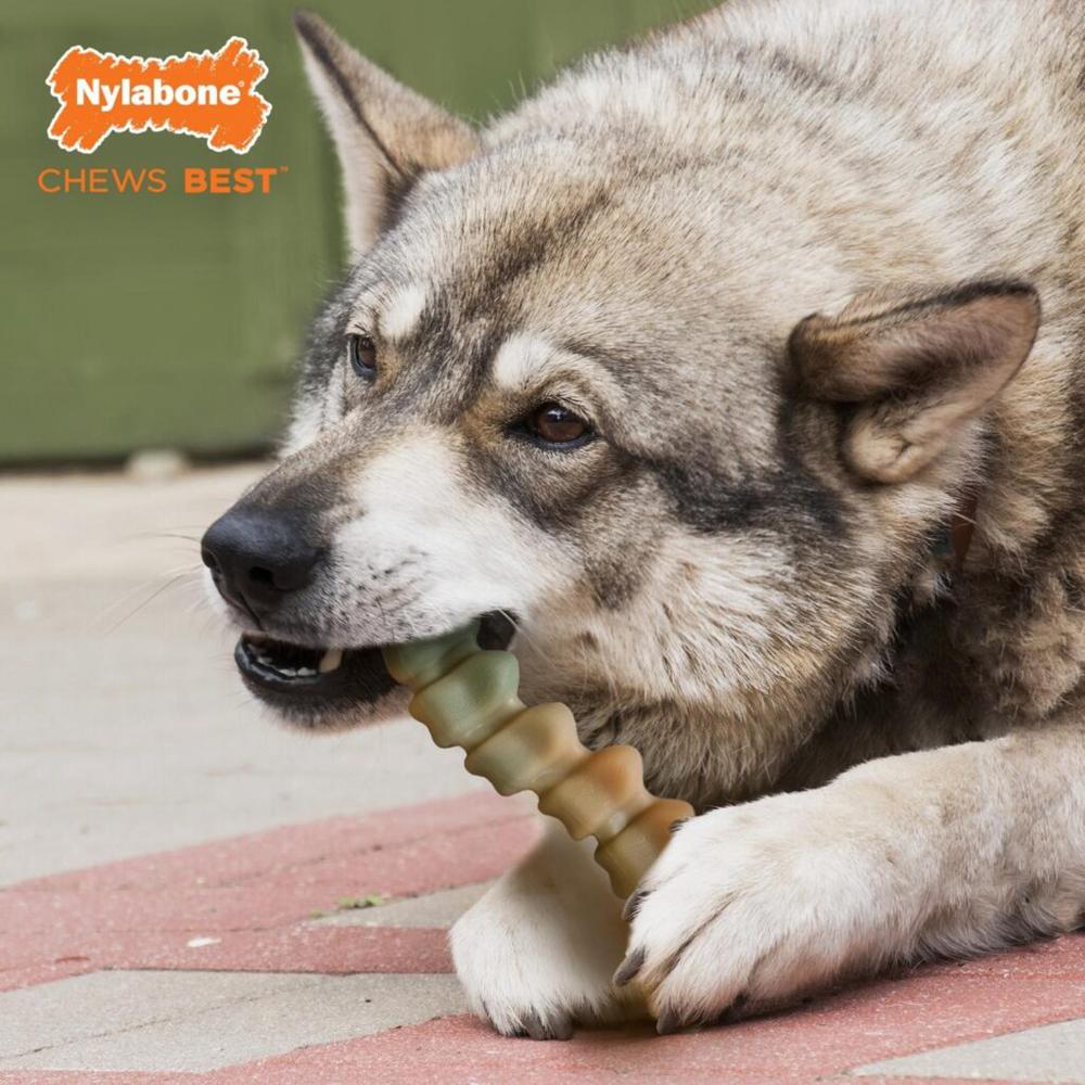 Nylabone Chicken Gator Tail – Large Extreme Chews Toys  USA |  HGXEJ-1470