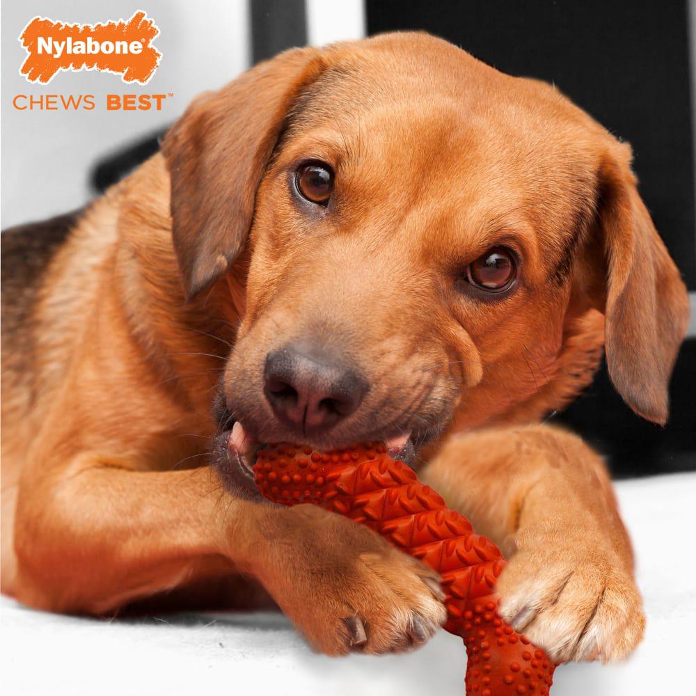 Nylabone Daily Dental Rubber Braid Bone Strong Chew Toys For Dogs  USA |  SFVEM-2076