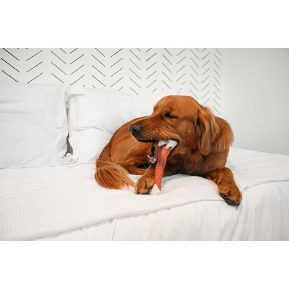 Nylabone Femur Bone Alternative Power Chew Toys  USA |  PEOVL-4801