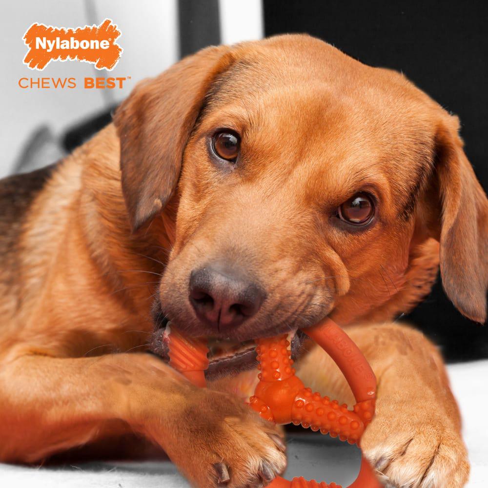 Nylabone Flexi Oval Ring Flexi Chew® Toys  USA |  TVYZO-5286