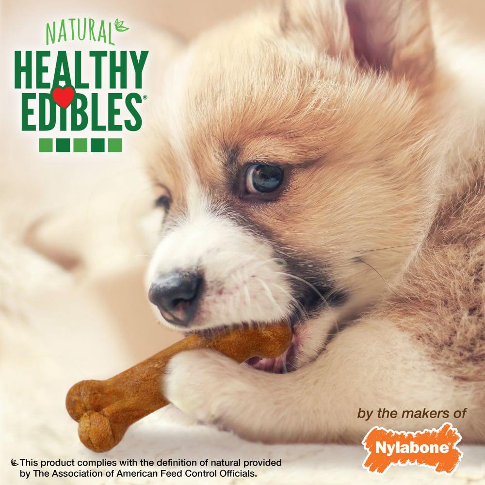 Nylabone Healthy Edibles All-Natural Long Lasting Puppy Dog Chew Treats  USA |  ITUEZ-7294