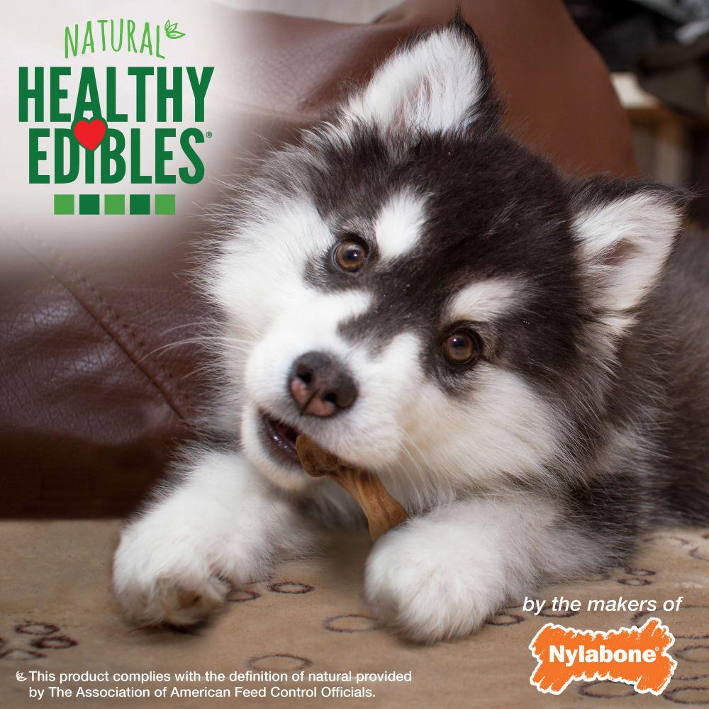 Nylabone Healthy Edibles WILD All-Natural Long Lasting Puppy Dog Chew Treats  USA |  QZRGD-5249