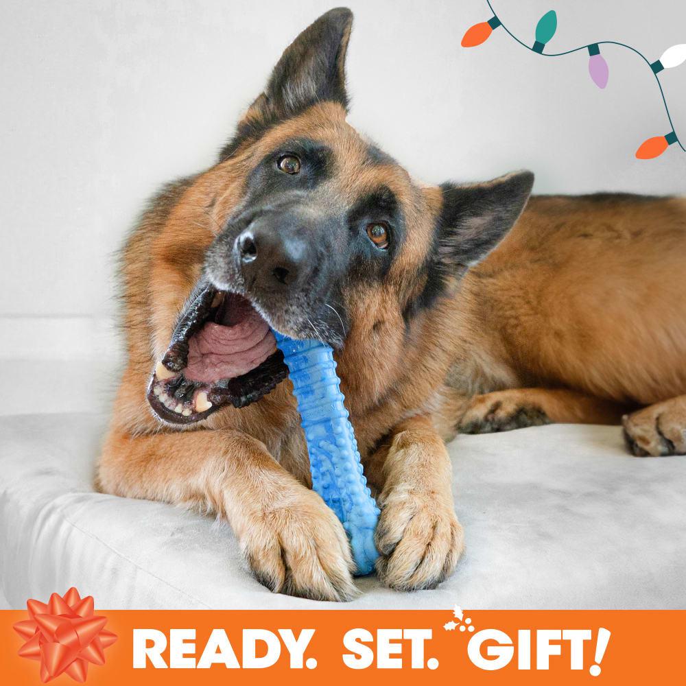 Nylabone Holiday Box - Large & Treat Gift Box Strong Chew Toys For Dogs  USA |  EHUSA-8436