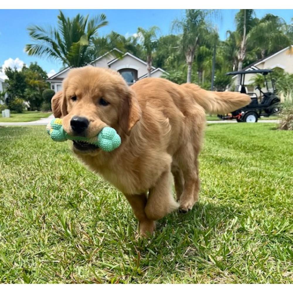 Nylabone Just for Puppies Double Action Bone Teething Puppy Chew Toys  USA |  UXLPG-0638