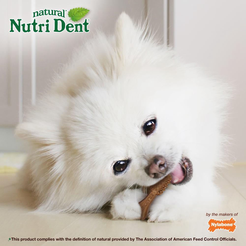 Nylabone Nutri Dent Filet Mignon Dental Dog Chew Treats  USA |  GMRFA-7310