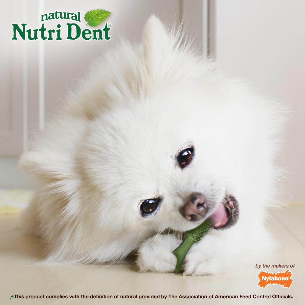 Nylabone Nutri Dent Fresh Breath Flavored Dental Dog Chew Treats  USA |  OXNPV-0745