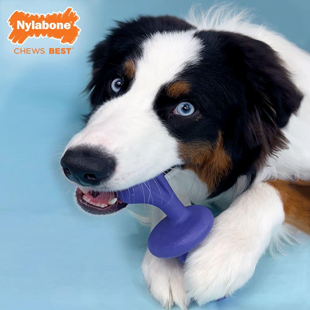 Nylabone Rolling Power Chew Toys  USA |  OUWQK-5673