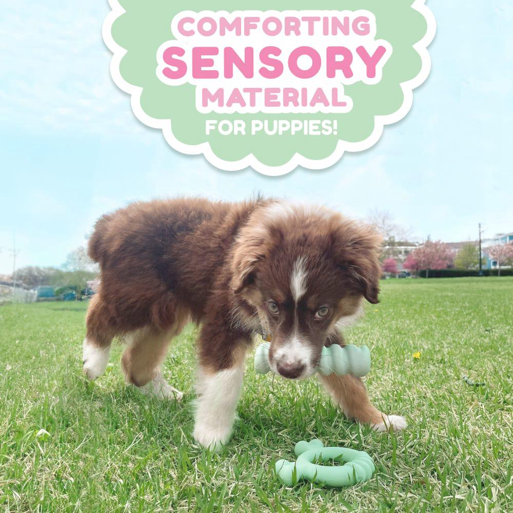 Nylabone Sensory Material Teething Ring Puppy Chew Toys  USA |  FNGPQ-1834