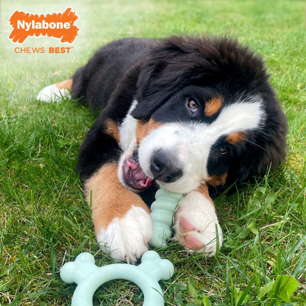 Nylabone Sensory Material Teething Ring Puppy Chew Toys  USA |  FNGPQ-1834