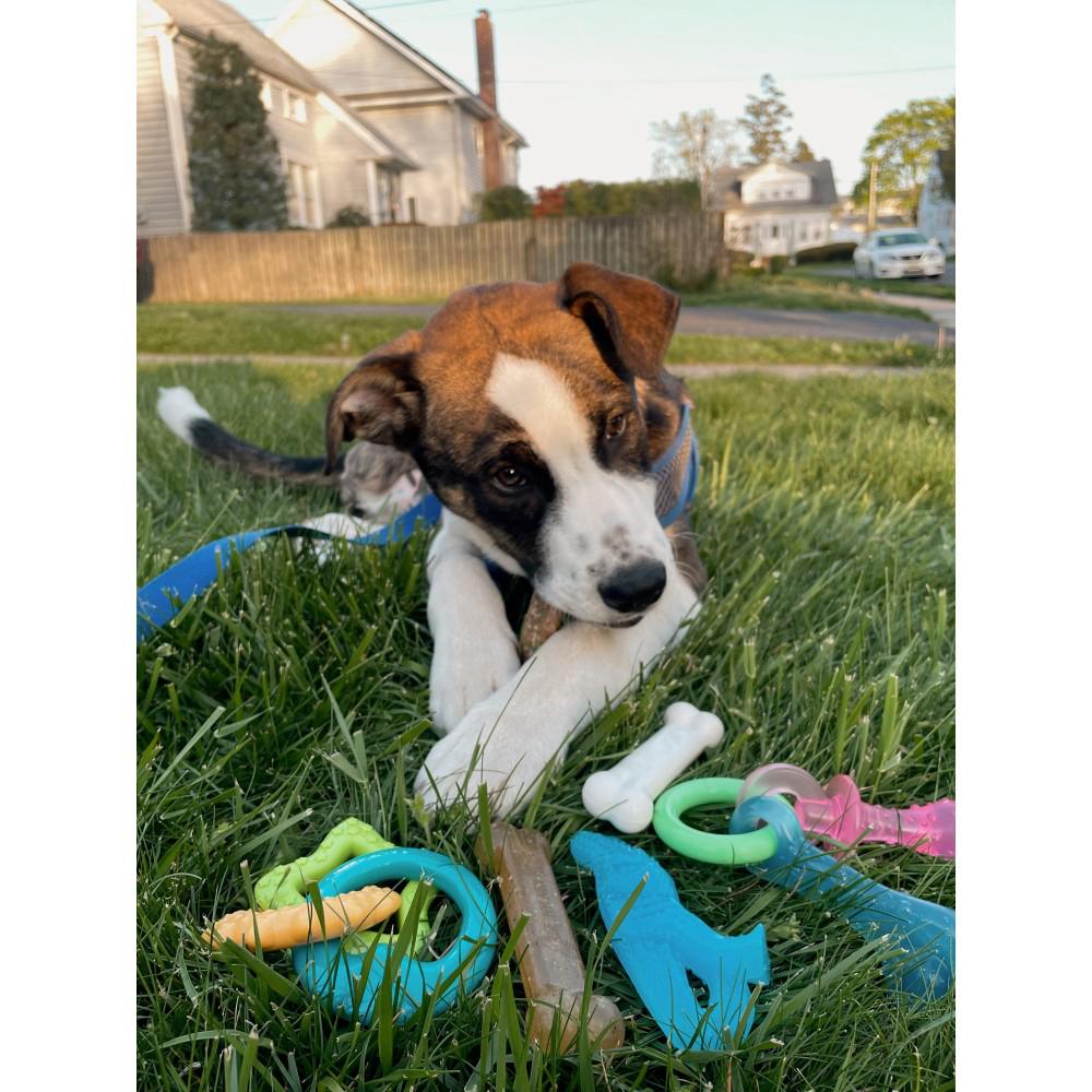 Nylabone Starter Pack with, Teething Kit and Treat Puppy Chew Toys  USA |  OHMNP-9513