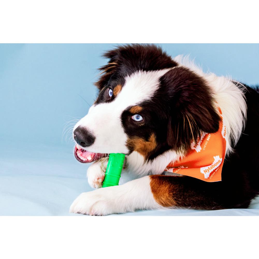 Nylabone Textured Dental Power Chew Toys  USA |  JFAMB-1597