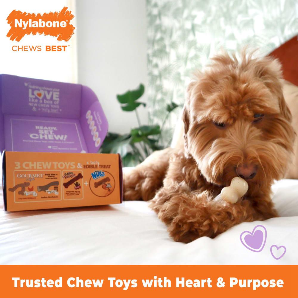 Nylabone The Box - & Treat Gift Box Strong Chew Toys For Dogs  USA |  RQJOK-1642