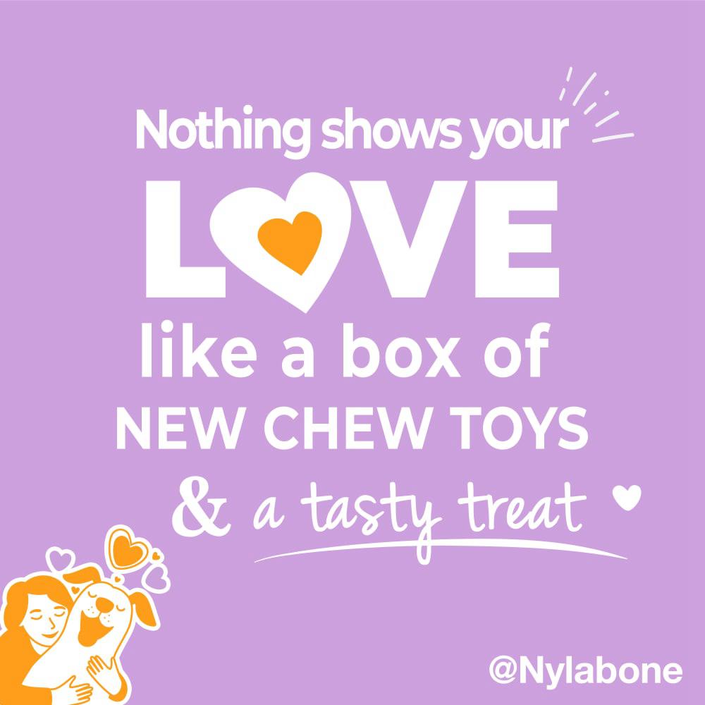 Nylabone The Box - & Treat Gift Box Strong Chew Toys For Dogs  USA |  RQJOK-1642