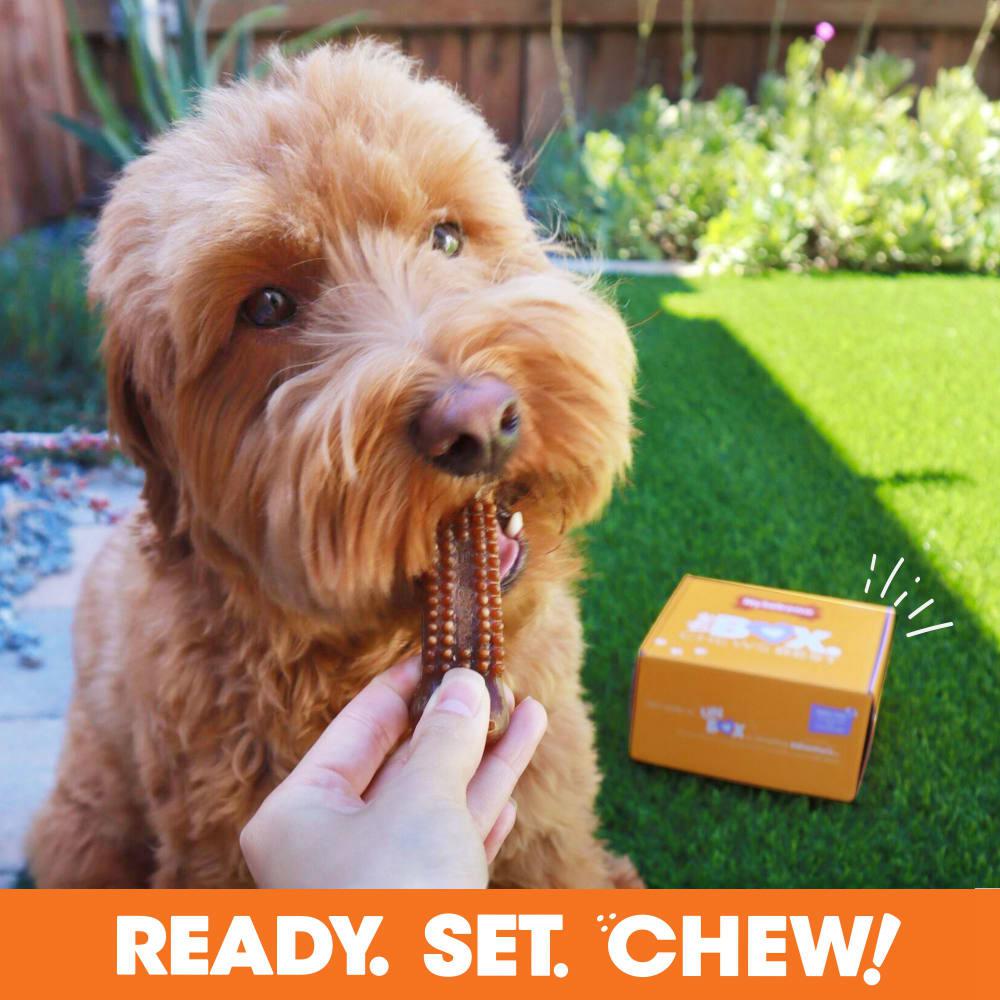 Nylabone The Box - & Treat Gift Box Strong Chew Toys For Dogs  USA |  RQJOK-1642